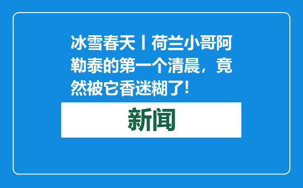 冰雪春天丨荷兰小哥阿勒泰的第一个清晨，竟然被它香迷糊了!